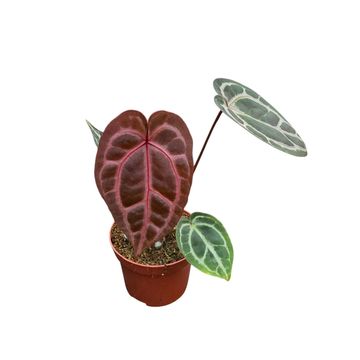 Anthurium DocBlock Anthurium Zara® '29' X Zara® '3'