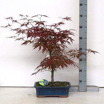 Acer palmatum 'Atropurpureum'