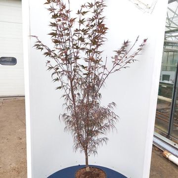 Acer palmatum 'Атролинеаре'