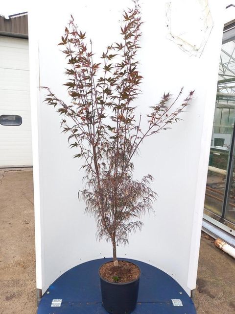 Acer palmatum 'Атролинеаре'