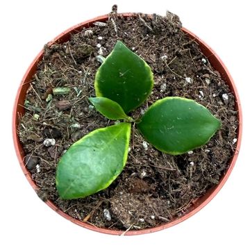 Hoya heuschkeliana 'Albomarginata'