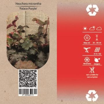 Heuchera micrantha 'Palace Purple'