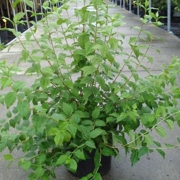 Philadelphus 'Belle Etoile'