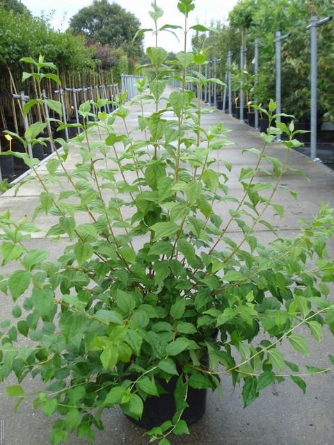 Philadelphus 'Belle Etoile'