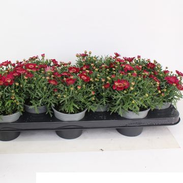 Argyranthemum frutescens LA RITA PURPLE RED