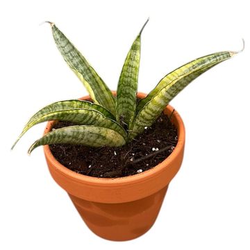 Sansevieria 'Gabriella Variegata'