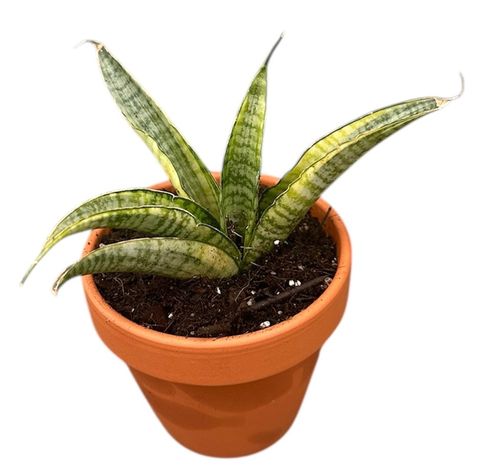 Sansevieria 'Gabriella Variegata'