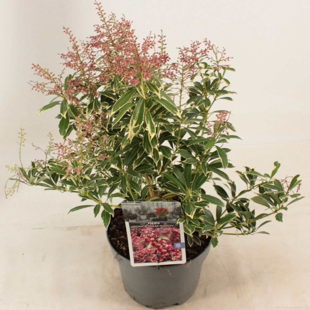 Pieris japonica POLAR PASSION — Plant Wholesale FlorAccess