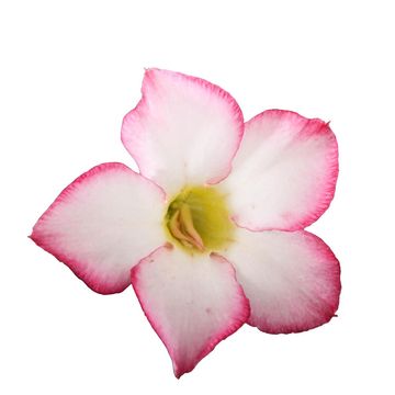 Adenium obesum PINK STAR