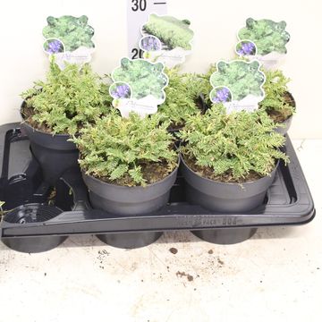 Polemonium caeruleum BRISE D'ANJOU