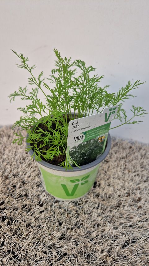 Anethum graveolens 'Ella'