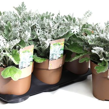 Senecio cineraria 'Silverdust'