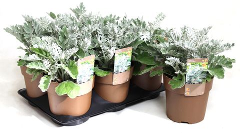 Senecio cineraria 'Silverdust'