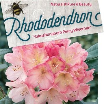 Rhododendron 'Percy Wiseman' (Y)