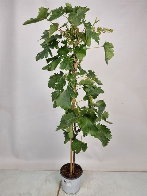 Vitis 'Negro Amaro Cannellino'