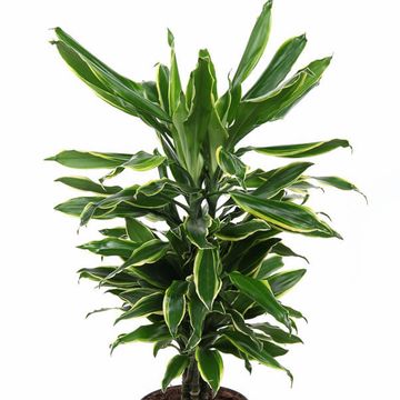 Dracaena fragrans 'Golden Coast'