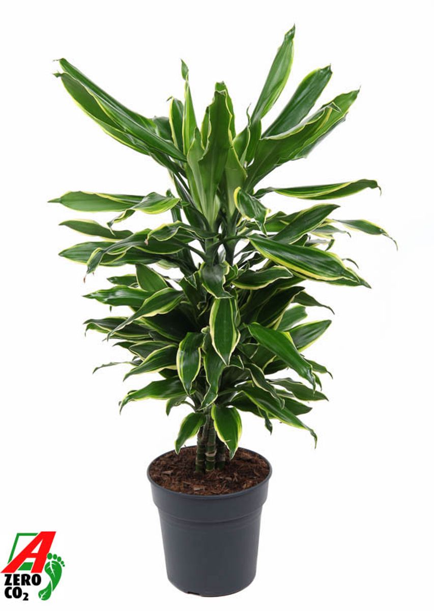 Albero Di Dracaena Artificiale – 1,8 M Di Altezza, Colore Nero, Pianta Finta Per Interni