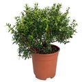 Myrtus communis