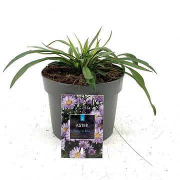 Aster 'Lady in Blue'