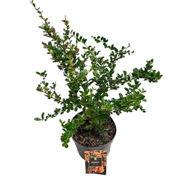 Berberis darwinii
