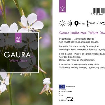 Gaura lindheimeri 'Вайт Дав'