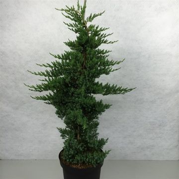 Juniperus procumbens 'Nana'