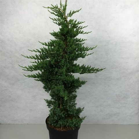 Juniperus procumbens 'Nana'