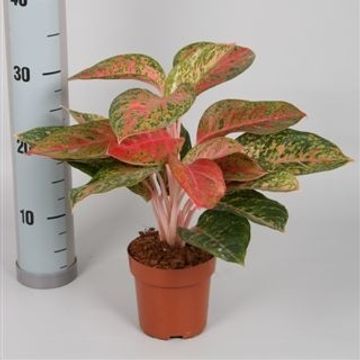 Aglaonema 'Legacy'