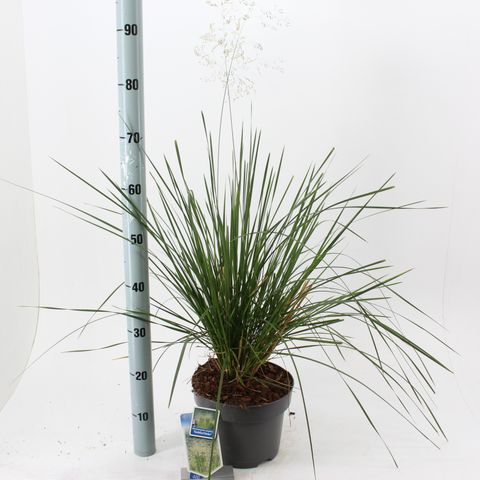 Deschampsia cespitosa 'Goldschleier'