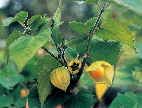 Physalis pruinosa