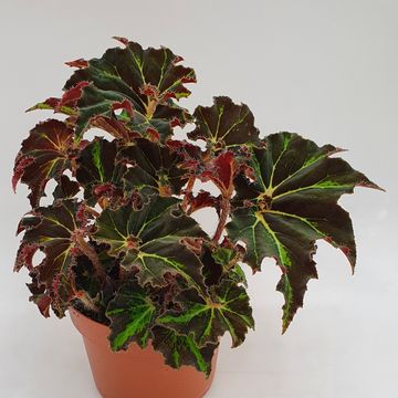 Begonia 'Evy'