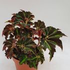 Begonia 'Evy'