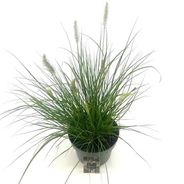 Pennisetum alopecuroides 'Hameln'