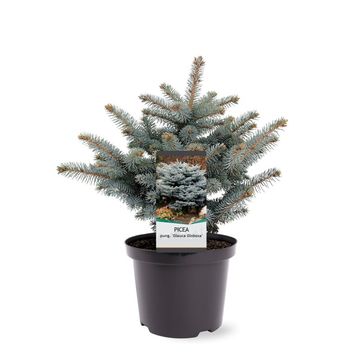 Picea pungens 'Glauca Globosa'