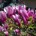 Magnolia 'Susan'