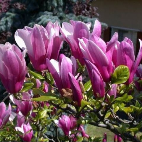 Magnolia 'Susan'