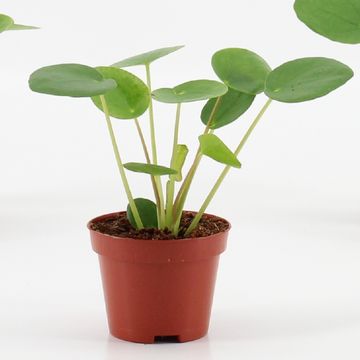 Pilea peperomioides