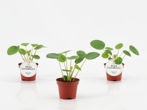 Pilea peperomioides