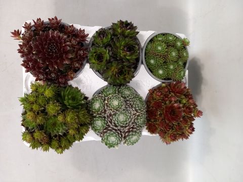 Sempervivum MIX