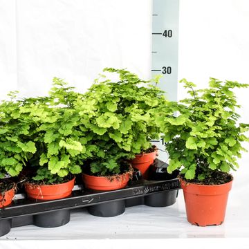 Adiantum 'Monocolor'