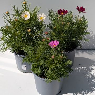 Cosmos bipinnatus MIX
