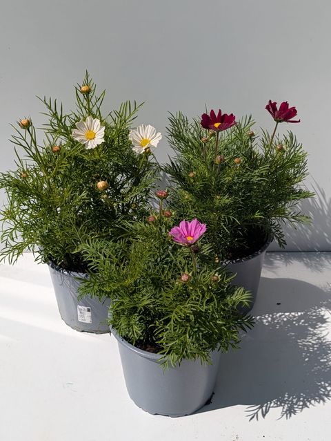 Cosmos bipinnatus MIX