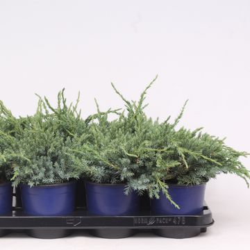 Juniperus squamata 'Blue Carpet'