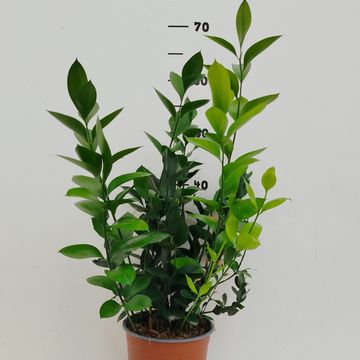 Ruscus hypoglossum