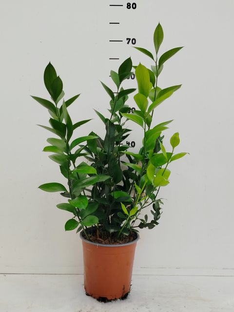 Ruscus hypoglossum