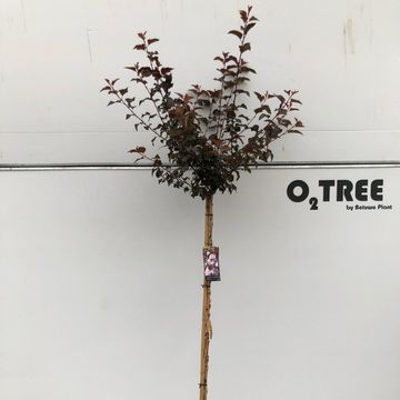 Physocarpus opulifolius LADY IN RED