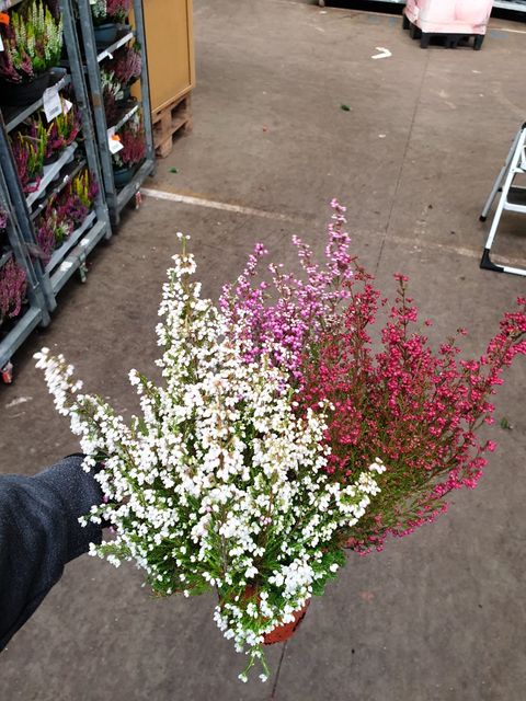 Erica gracilis MIX IN POT