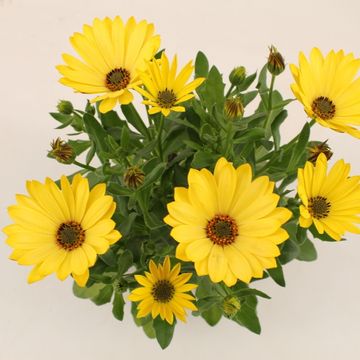 Остеоспермум MARGARITA YELLOW