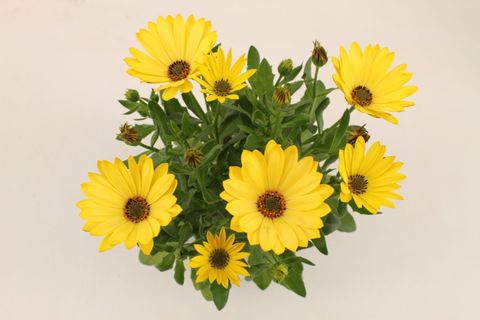 Osteospermum MARGARITA YELLOW