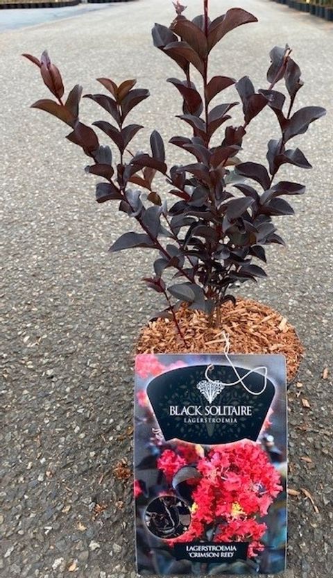 Lagerstroemia indica CRIMSON RED